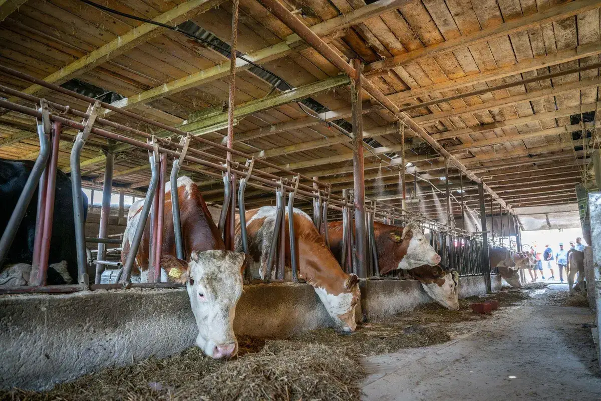 Dairy cows in a pilot farm barn