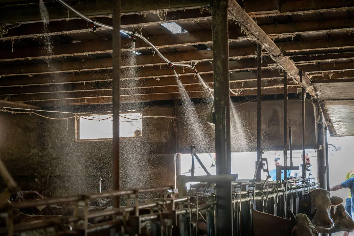 Sprinklers misting cows in a dairy barn